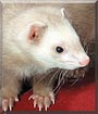 Milo the Domestic Ferret