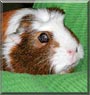Freida the Guinea Pig