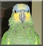 Sammy the Amazon Parrot