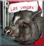 Pork Chop the Vietnamese Potbelly Pig