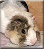 Sammy the Rosetten Guinea Pig
