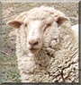Henry the Sheep