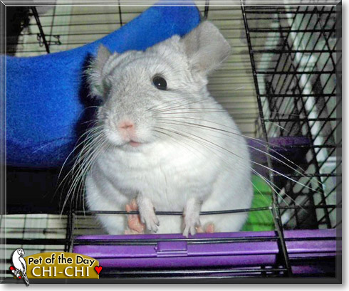 Chi-chi, the Pet of the Day Chi-chi, the Pet of the Day