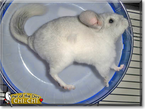 Chi-chi, the Pet of the Day Chi-chi, the Pet of the Day