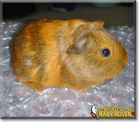 Baby Rover, the Pet of the Day Baby Rover, the Pet of the Day