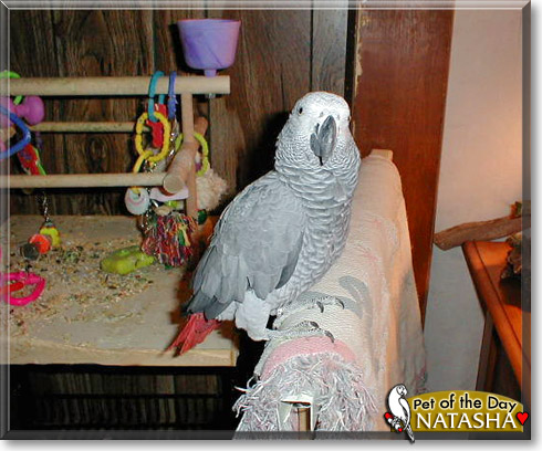 Natasha, the Pet of the Day