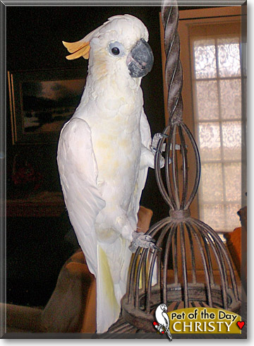 Christine Dijon, the Pet of the Day Christine Dijon, the Pet of the Day