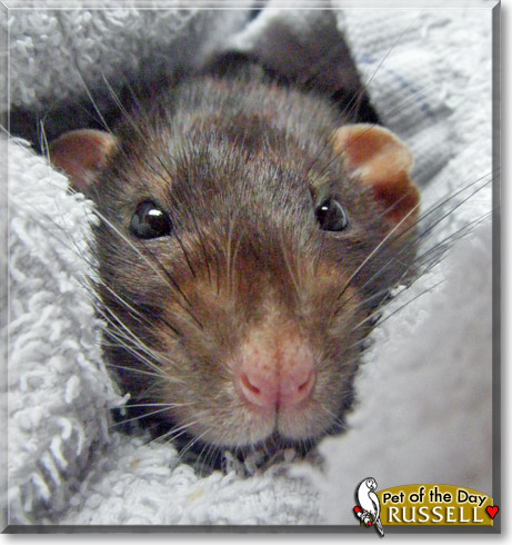 Russell, the Pet of the Day Russell, the Pet of the Day