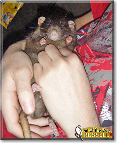 Russell, the Pet of the Day Russell, the Pet of the Day