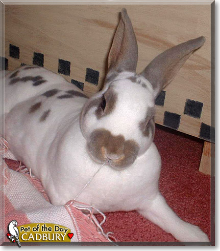 Cadbury, the Pet of the Day Cadbury, the Pet of the Day