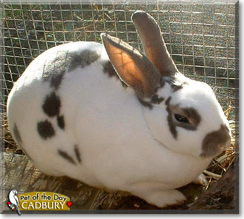 Cadbury, the Pet of the Day Cadbury, the Pet of the Day