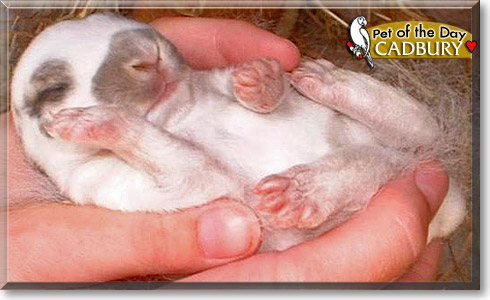 Cadbury, the Pet of the Day Cadbury, the Pet of the Day