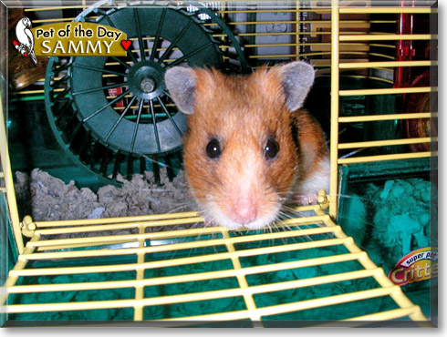 Sammy, the Pet of the Day