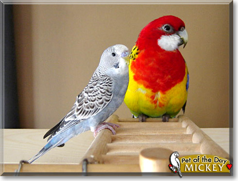 Mickey, the Pet of the Day Mickey, the Pet of the Day