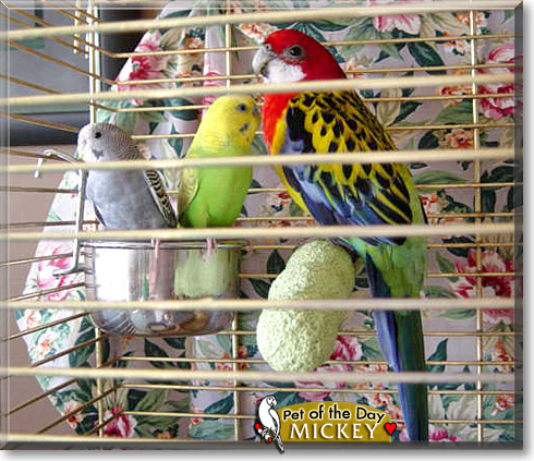 Mickey, the Pet of the Day Mickey, the Pet of the Day