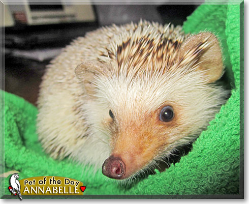 Annabelle, the Pet of the Day Annabelle, the Pet of the Day