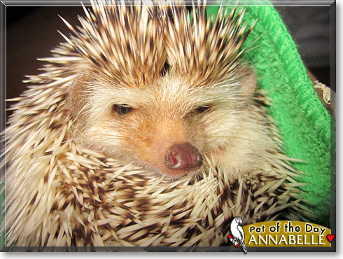 Annabelle, the Pet of the Day Annabelle, the Pet of the Day