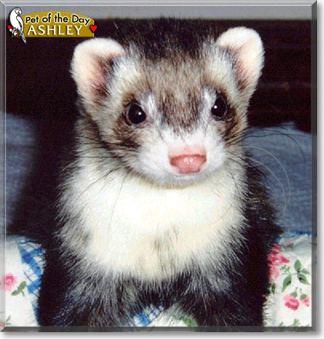 Ashley, the Pet of the Day Ashley, the Pet of the Day