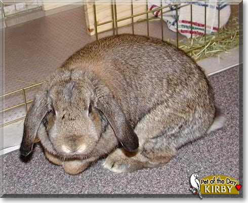 Kirby, the Pet of the Day Kirby, the Pet of the Day
