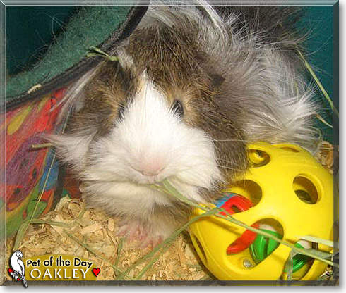 Oakley, the Pet of the Day Oakley, the Pet of the Day