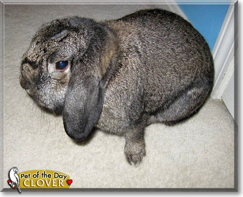 Clover, the Pet of the Day Clover, the Pet of the Day