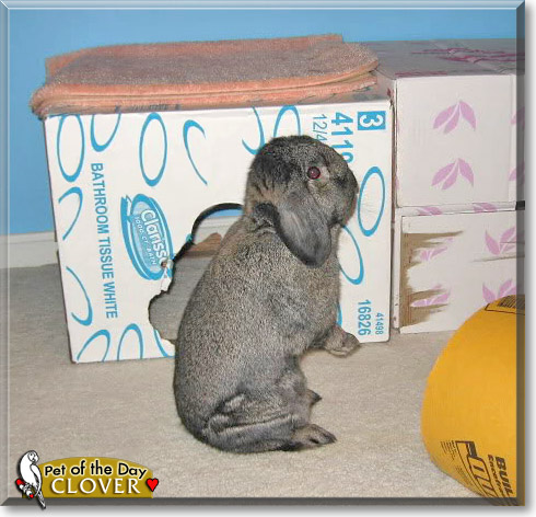 Clover, the Pet of the Day Clover, the Pet of the Day