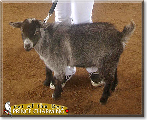 Prince Charming, the Pet of the Day Prince Charming, the Pet of the Day