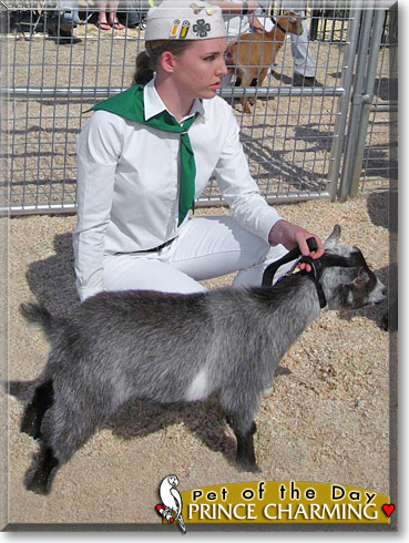Prince Charming, the Pet of the Day Prince Charming, the Pet of the Day