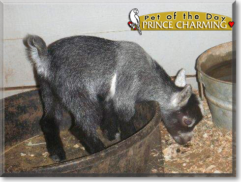 Prince Charming, the Pet of the Day Prince Charming, the Pet of the Day