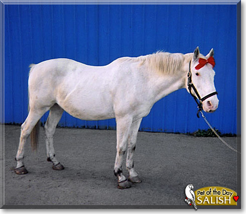 Salish, the Pet of the Day Salish, the Pet of the Day