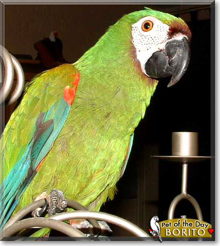 Borito, the Pet of the Day