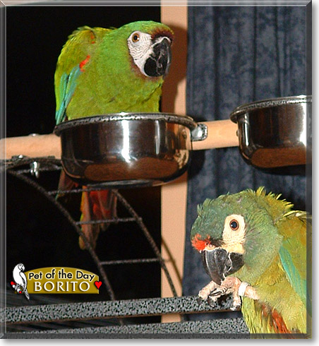 Borito, the Pet of the Day Borito, the Pet of the Day