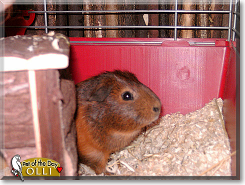 Olli, the Pet of the Day