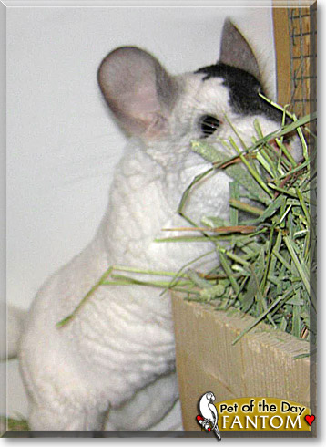 Fantom, the Pet of the Day
