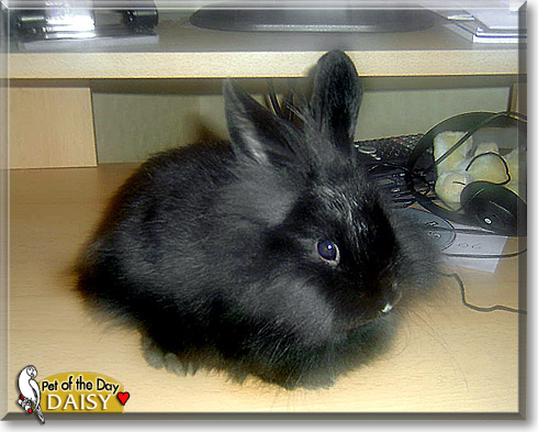 Daisy, the Pet of the Day Daisy, the Pet of the Day
