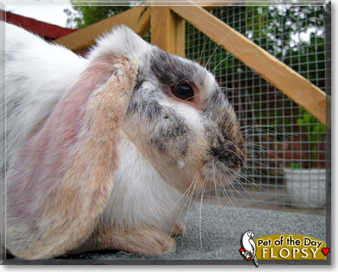 Flopsy, the Pet of the Day Flopsy, the Pet of the Day