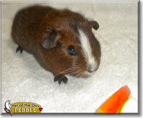Pebble, the Pet of the Day Pebble, the Pet of the Day