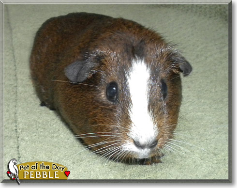 Pebble, the Pet of the Day Pebble, the Pet of the Day