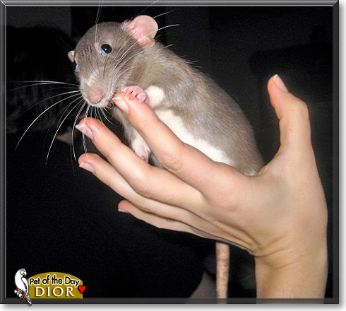 Dior, the Pet of the Day