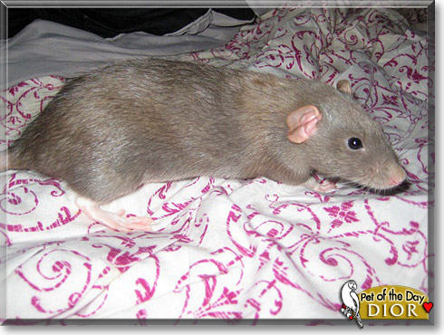 Dior, the Pet of the Day
