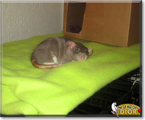 Dior, the Pet of the Day