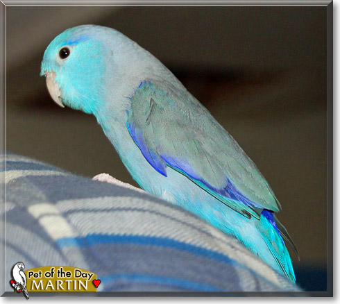 Martin, the Pet of the Day Martin, the Pet of the Day