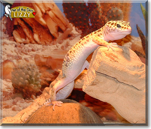 Lizzy, the Pet of the Day Lizzy, the Pet of the Day