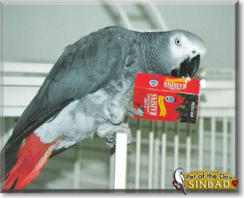 Sinbad, the Pet of the Day Sinbad, the Pet of the Day