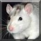 Pet of the Day