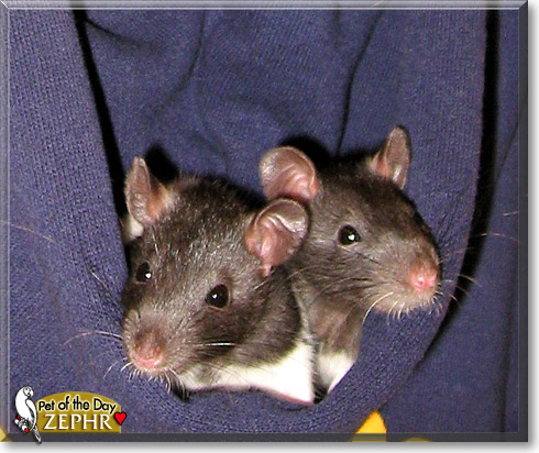 Zephr, the Pet of the Day Zephr, the Pet of the Day