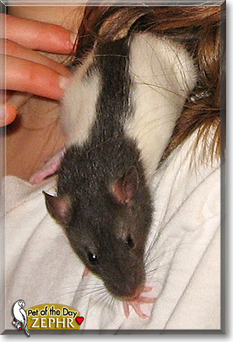 Zephr, the Pet of the Day Zephr, the Pet of the Day