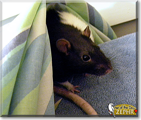 Zephr, the Pet of the Day Zephr, the Pet of the Day