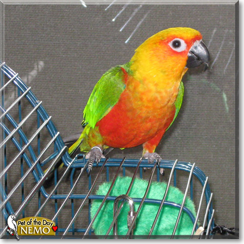 Nemo, the Pet of the Day Nemo, the Pet of the Day