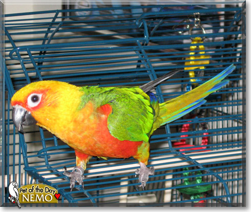 Nemo, the Pet of the Day Nemo, the Pet of the Day